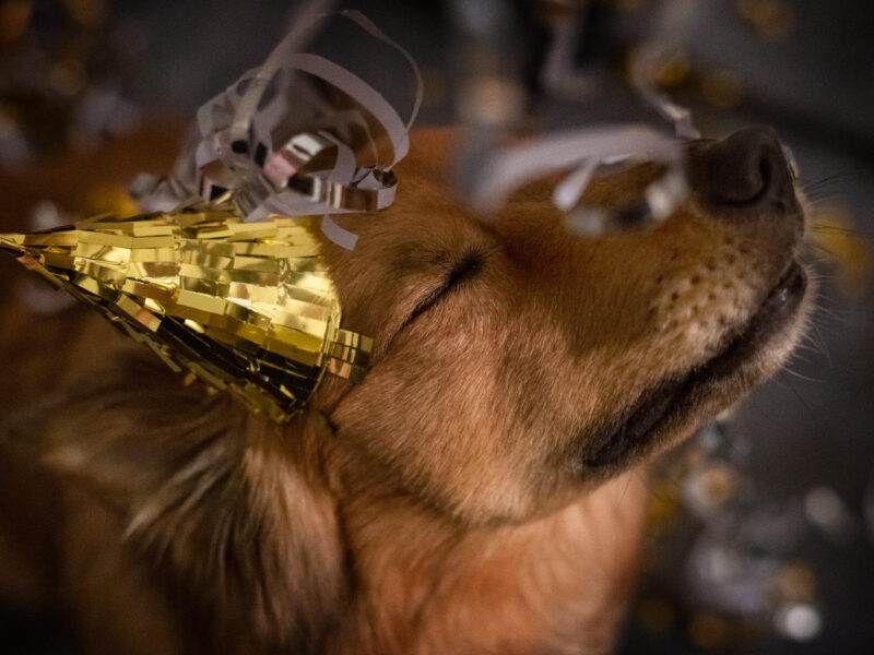 Hund mit Partyhut