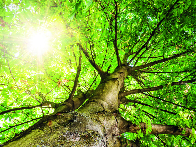 Ein alter Baum ans Symbol für das Waldbaden